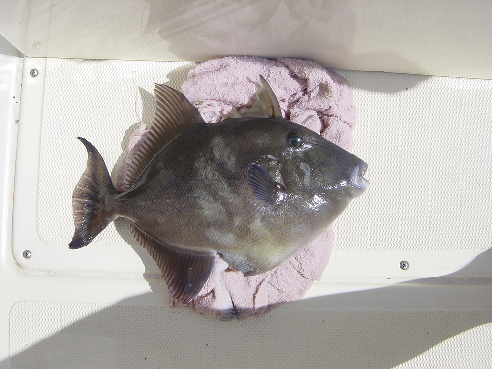 Triggerfish Fishing - Triggerfish art